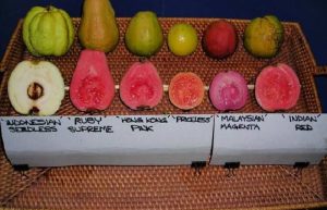Guava fruit and its types
