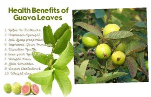 leaves of Guava are very nutritious,