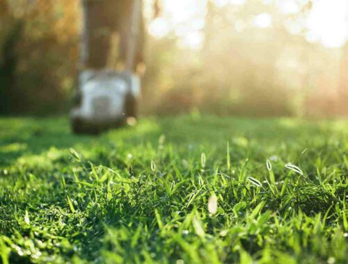 Garden Maintenance And Seven Lawn Care Tips